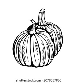 Hand drawn pumpkins in bold line style with textured surface and curved stems. Illustration captures rustic farm charm and autumn harvest mood with simple expressive contours.