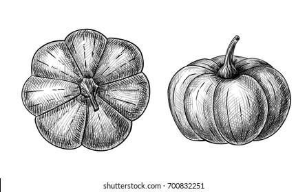 Hand drawn pumpkins on white background. Element for design