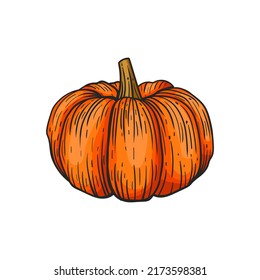 Hand drawn pumpkins, vector illustration, on a white background.