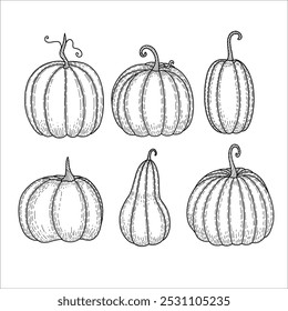 Hand drawn pumpkins. Vector illustration