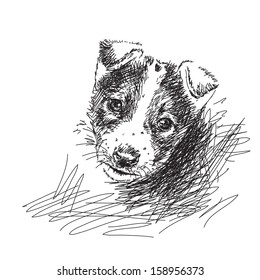Hand drawn puppy dog