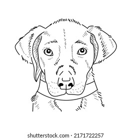 Hand drawn puppy sketch. Tattoo sketch, print design or engraving. Cute small dog.