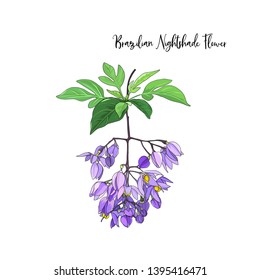 hand drawn purple brazilian nightshade flower element on white background