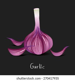 Hand drawn purple garlic.