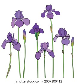 Hand drawn purple irises with no background