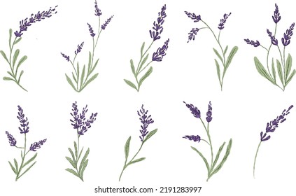 Hand drawn purple lavender set 