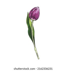 Hand drawn purple tulip bud on stem with leaf, sketch style, vector illustration isolated on white background. Black outline flower, natural design element