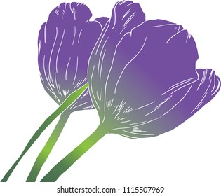 Hand drawn, purple, vector tulips