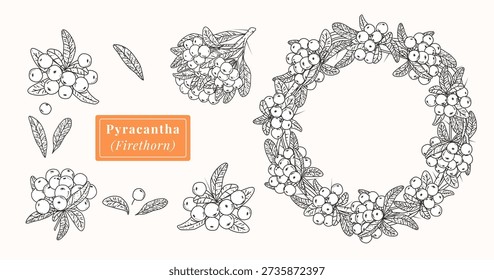Hand drawn pyracantha firethorn botanical set. Vector illustration with wreath, branches, berries and leaves. Black and white line art for garden design, floral decor, cards, tags and packaging.
