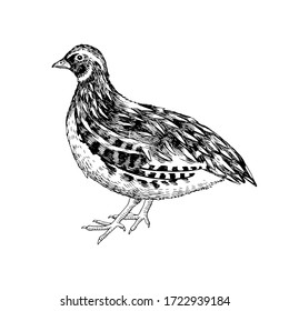codorniz dibujado a mano. Aves de corral. Ilustración de vectores en estilo retro