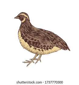 Correa dibujada a mano. Aves de corral. Ilustración vectorial en estilo retro