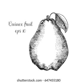 Hand drawn quince