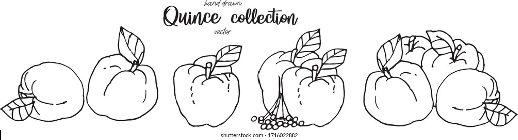 Hand drawn quince sketch style vector illustration. Quince apple with leaf ink illustration.