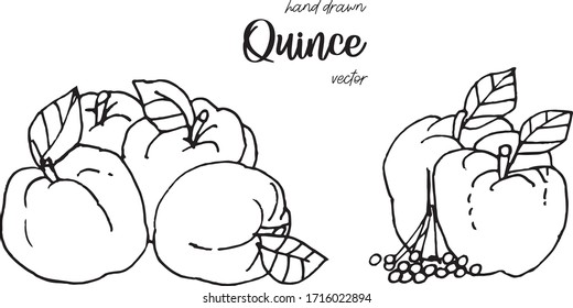 Hand drawn quince sketch style vector illustration. Quince apple with leaf ink illustration.