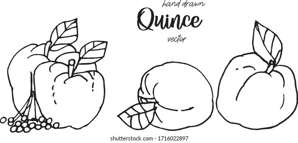 Hand drawn quince sketch style vector illustration. Quince apple with leaf ink illustration.