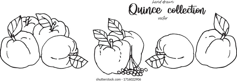 Hand drawn quince sketch style vector illustration. Quince apple with leaf ink illustration.