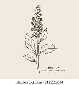 Hand drawn quinoa branch illustration