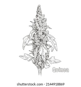 Hand Drawn Quinoa Plant With Leaves. Superfood. Vector Illustration Isolated On White Background.