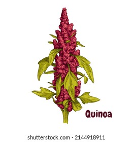 Hand Drawn Quinoa Plant With Leaves. Superfood. Vector Illustration Isolated On White Background.