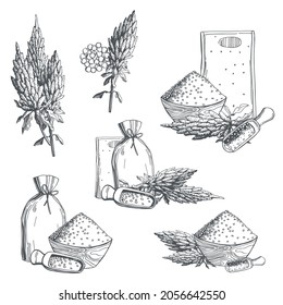 Hand drawn quinoa set. Plants and seeds. Super food. Vector sketch  illustration.