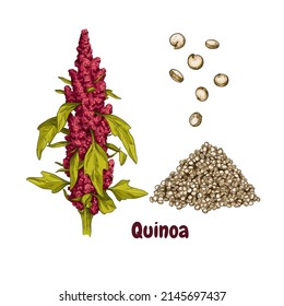 Hand Drawn Quinoa. Set Sketches With Quinoa Plant, Leaves And Seeds. Superfood. Vector Illustration Isolated On White Background.