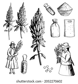 Hand drawn quinoa set.Plants and seeds, peasant women with the harvest. Super food. Vector sketch  illustration.