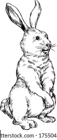 hand drawn rabbit