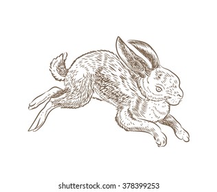 Hand drawn Rabbit Illustration