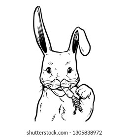 hand drawn  rabbit illustration vector