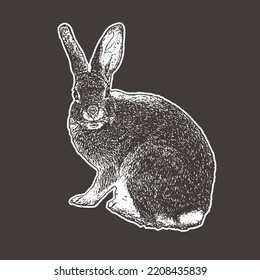 Ilustraciones de conejo dibujadas a mano aisladas en fondo blanco. Ilustración vintage vectorial compartida. Animales de granja. Conejo de Pascua