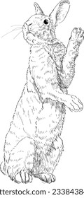 Hand drawn Rabbit on vectors