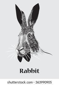 hand drawn rabbit portrait vector