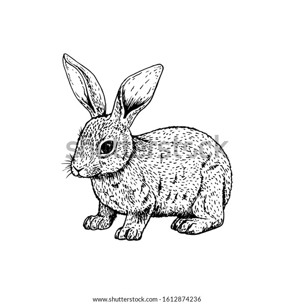 Hand Drawn Rabbit Retro Realistic Animal Stock Vector Royalty Free 1612874236