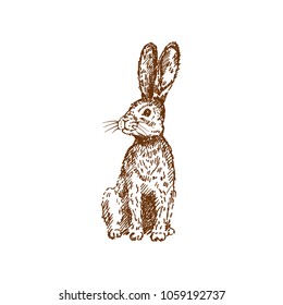 Hand drawn rabbit. Sketch, vector illustration.