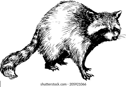 hand drawn raccoon