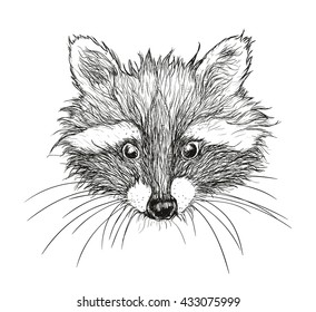 hand drawn raccoon