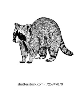 Hand drawn raccoon. Retro realistic animal isolated. Vintage style. Doodle line graphic design. Black and white drawing mammal. Vector sketch.