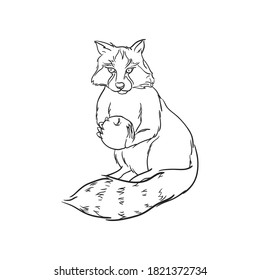 Hand drawn raccoon. Vector illustration.