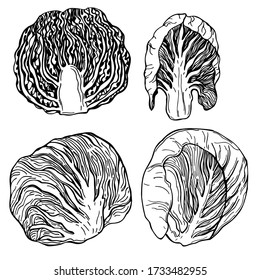 Hand drawn Radicchio Lettuce. Red salad. Vector sketch  illustration.