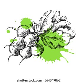 Hand drawn radish. Can be used for vegan products, brochures, banner, restaurant menu, farmers market and organic food store