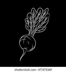 Hand drawn radish sketch isolated on black background. Organic food. Vector engraved illustration