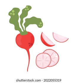 Arrábano dibujado a mano, rodajas, raíz. Ilustración plana.