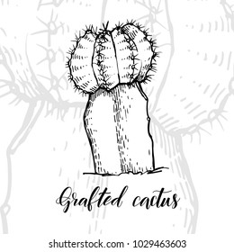 Hand drawn rafted cactus, sketch style vector illustration isolated on white background. Wild floral exotic tropical plant. Black and white of rafted cactus, side view.