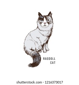 Gato ragdoll desenhado à mão. Ilustração vetorial