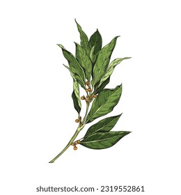 Hand drawn ragrant branch of bay leaf with corns, pepper. Color vector realistic sketch illustration of fragrant bay leave isolated on white background. Herbs, spices, natural flavors concept