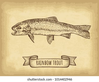 Hand drawn rainbow trout fish isolated. Old craft paper texture background. Ribbon banner. Engraved style vector illustration. Template for your design works.