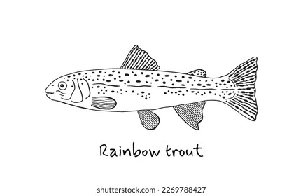 Hand drawn rainbow trout fish in sketch style. Simple vector isolated illustration on white background