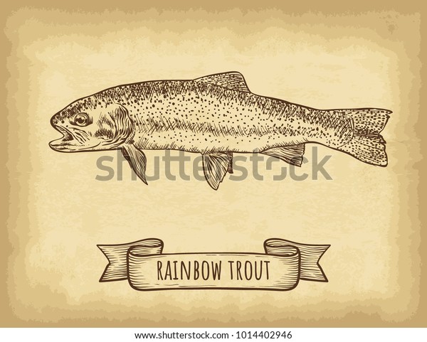 Hand Drawn Rainbow Trout Fish Isolated Stock Vector Royalty Free