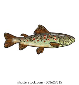 Hand drawn rainbow trout, sketch style vector illustration isolated on white background. Colorful realistic drawing of a trout, edible marine fish