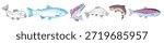 hand drawn rainbow trout vector